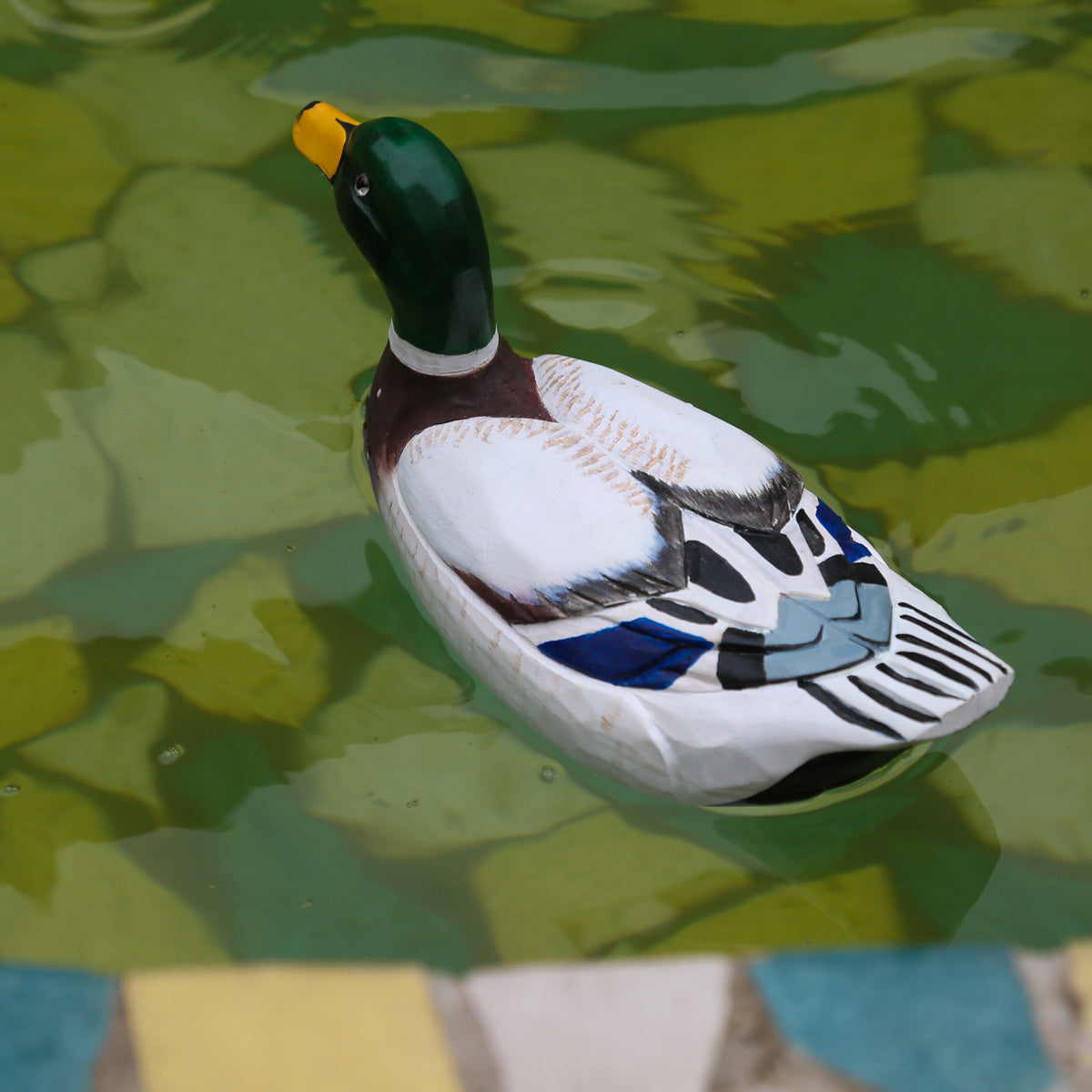 Mallard Duck