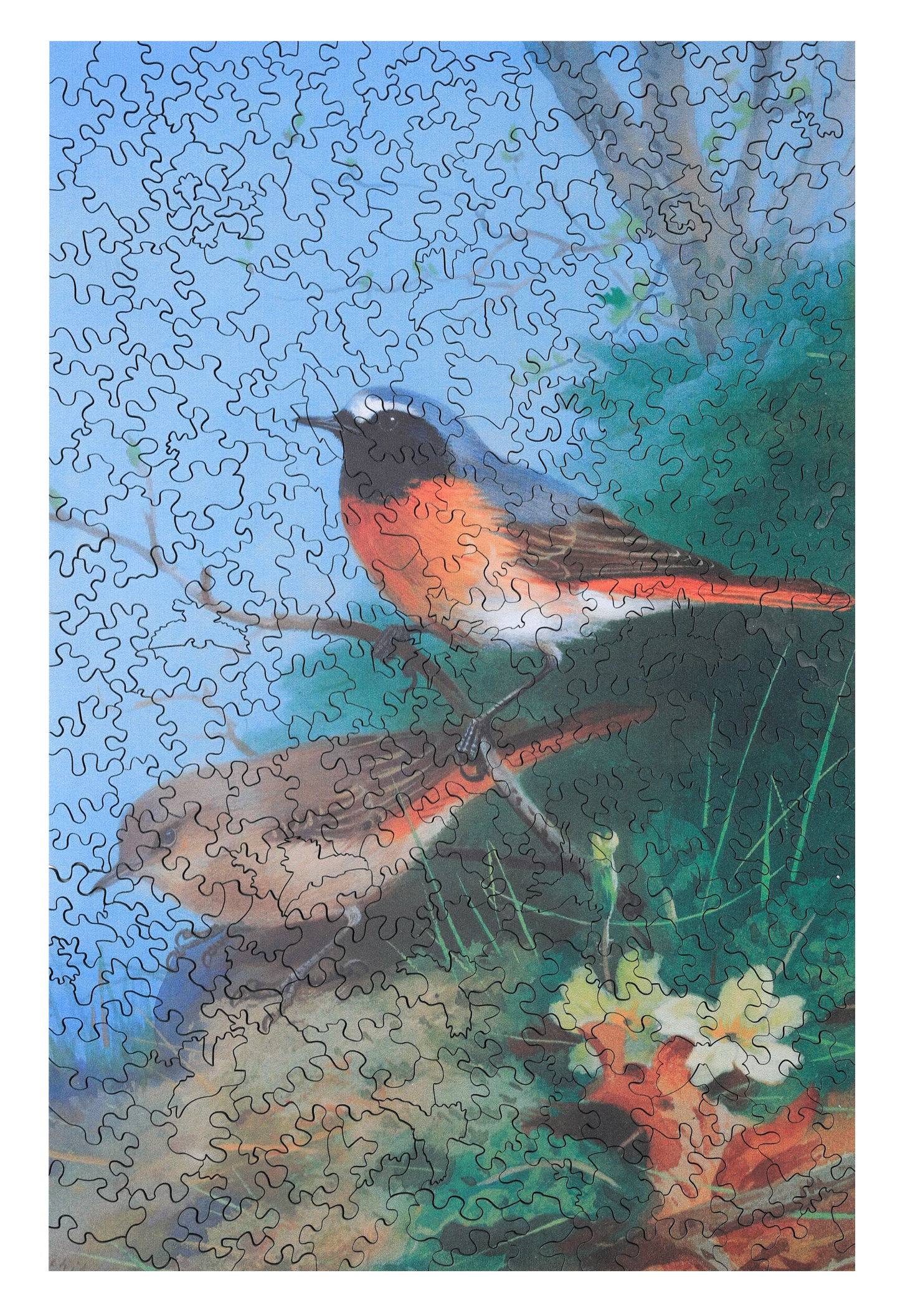 Pair of Redstarts