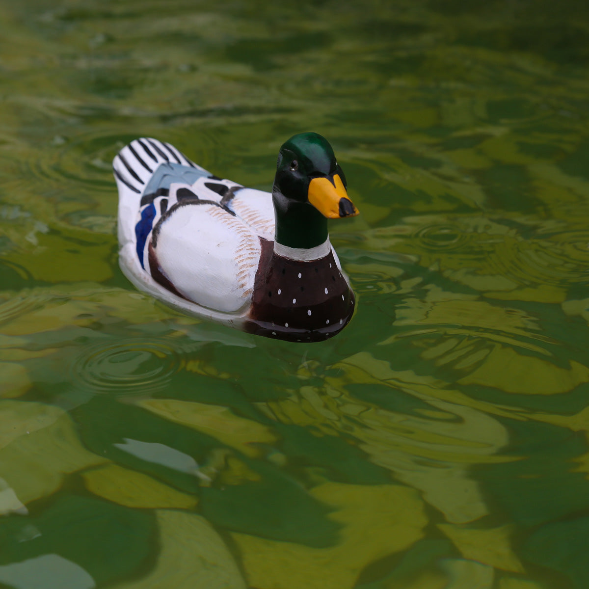 Mallard Duck