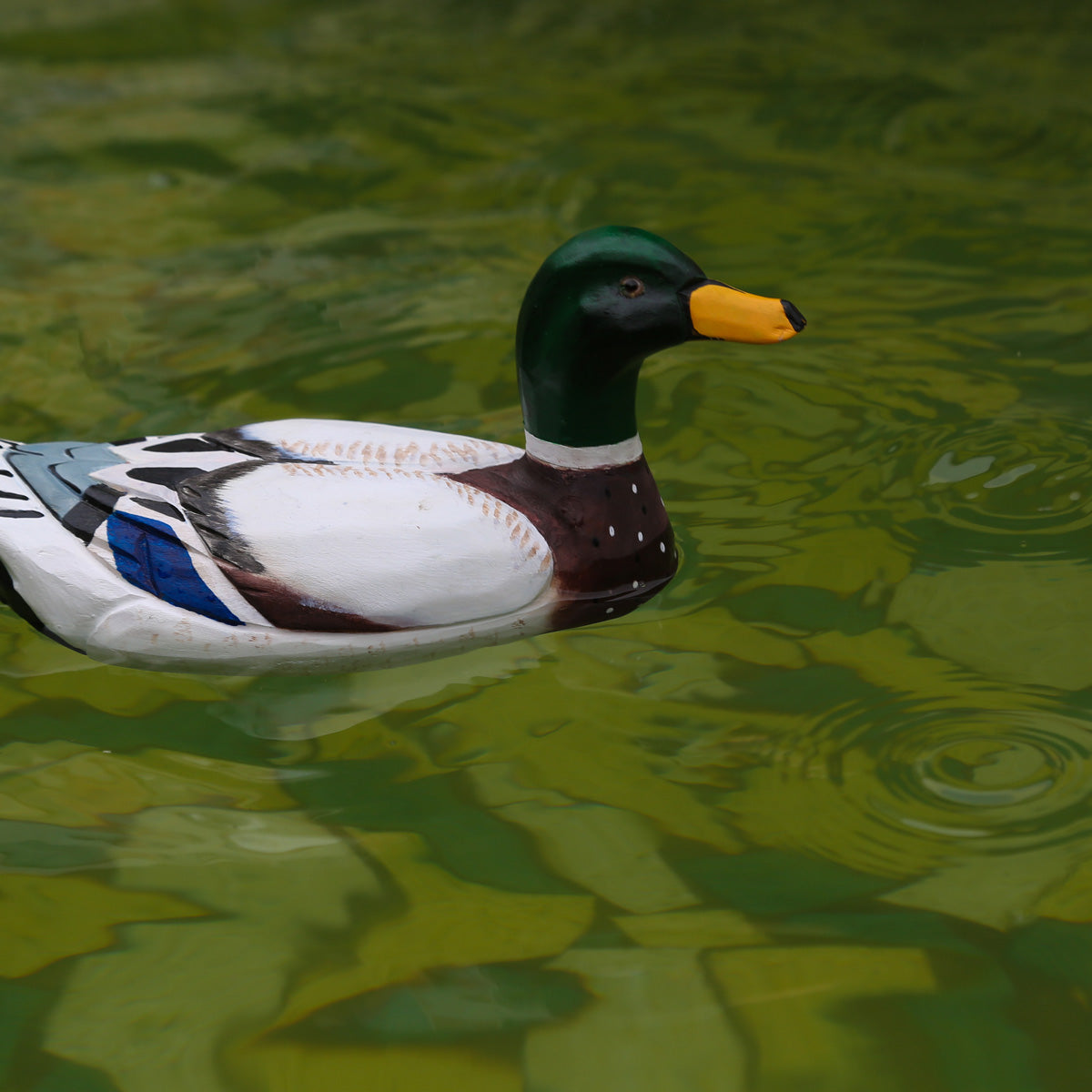 Mallard Duck