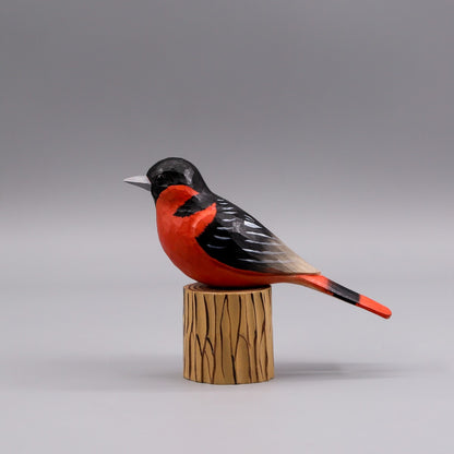 Baltimore Oriole