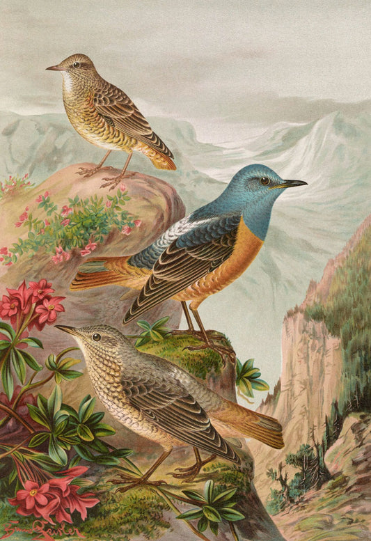 Monticola Saxatilis