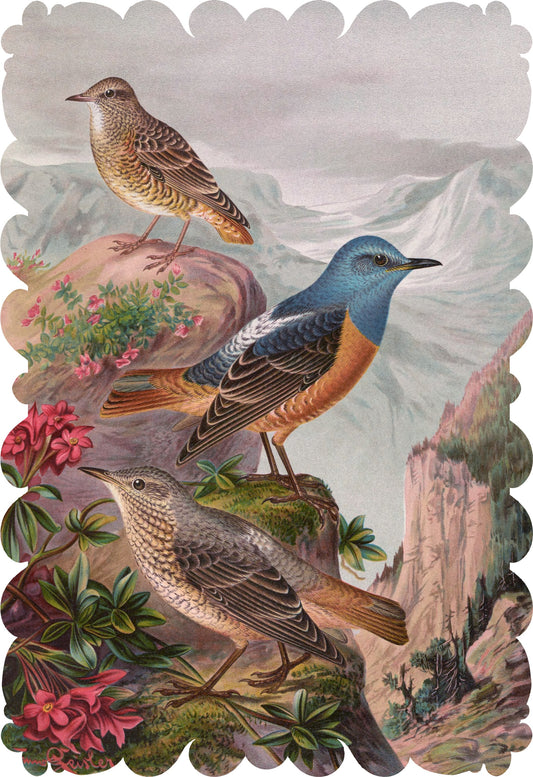 Monticola Saxatilis